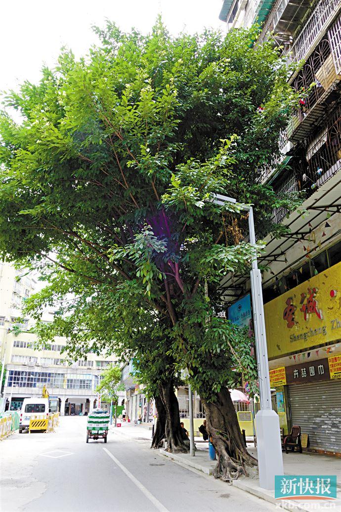 广州行道树管养调查之3:树木管养有待检讨,病树不能一移了之__新快网