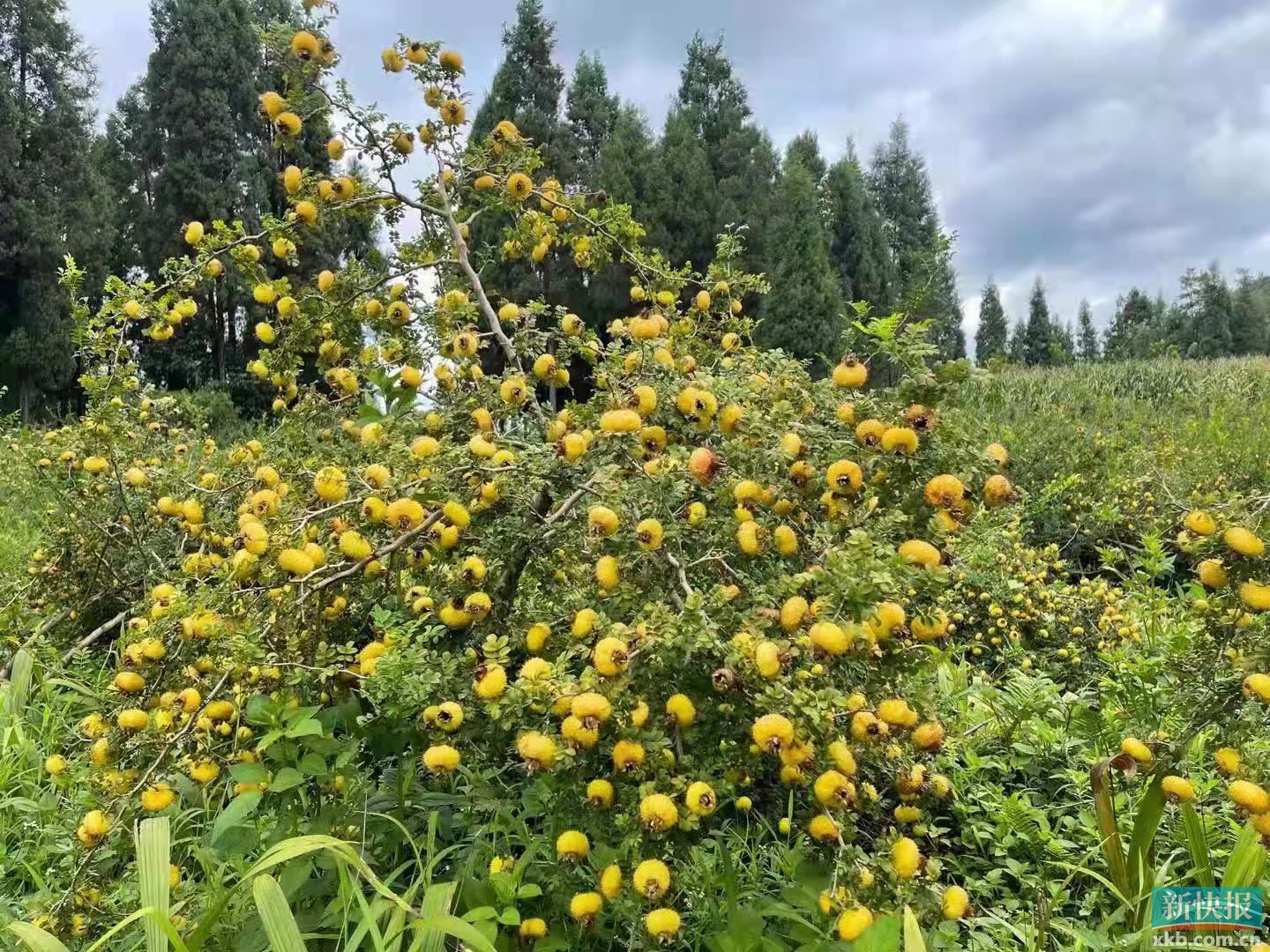 中山市派驻贵州盘州市工作组积极谋划:升级增加刺梨加工线,助力乡村产业发展__新快网