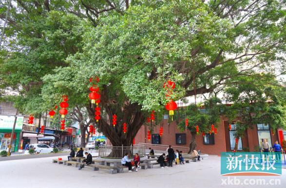 传承保护古树文化，白云区白云湖街开展榕树下议事厅暑期亲子活动__新快网